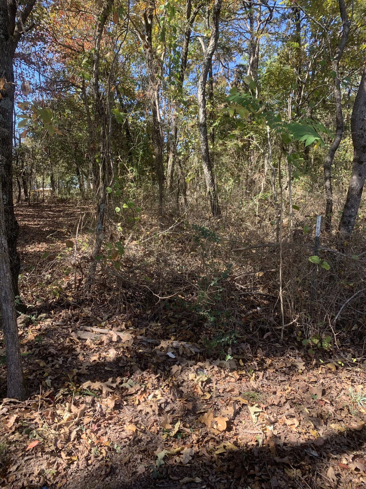 Dense overgrown woodland before clearing for a container pad